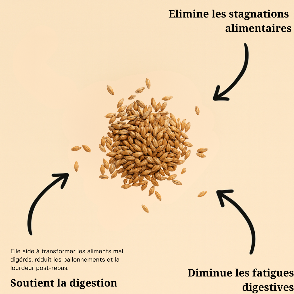 Graine d'orge