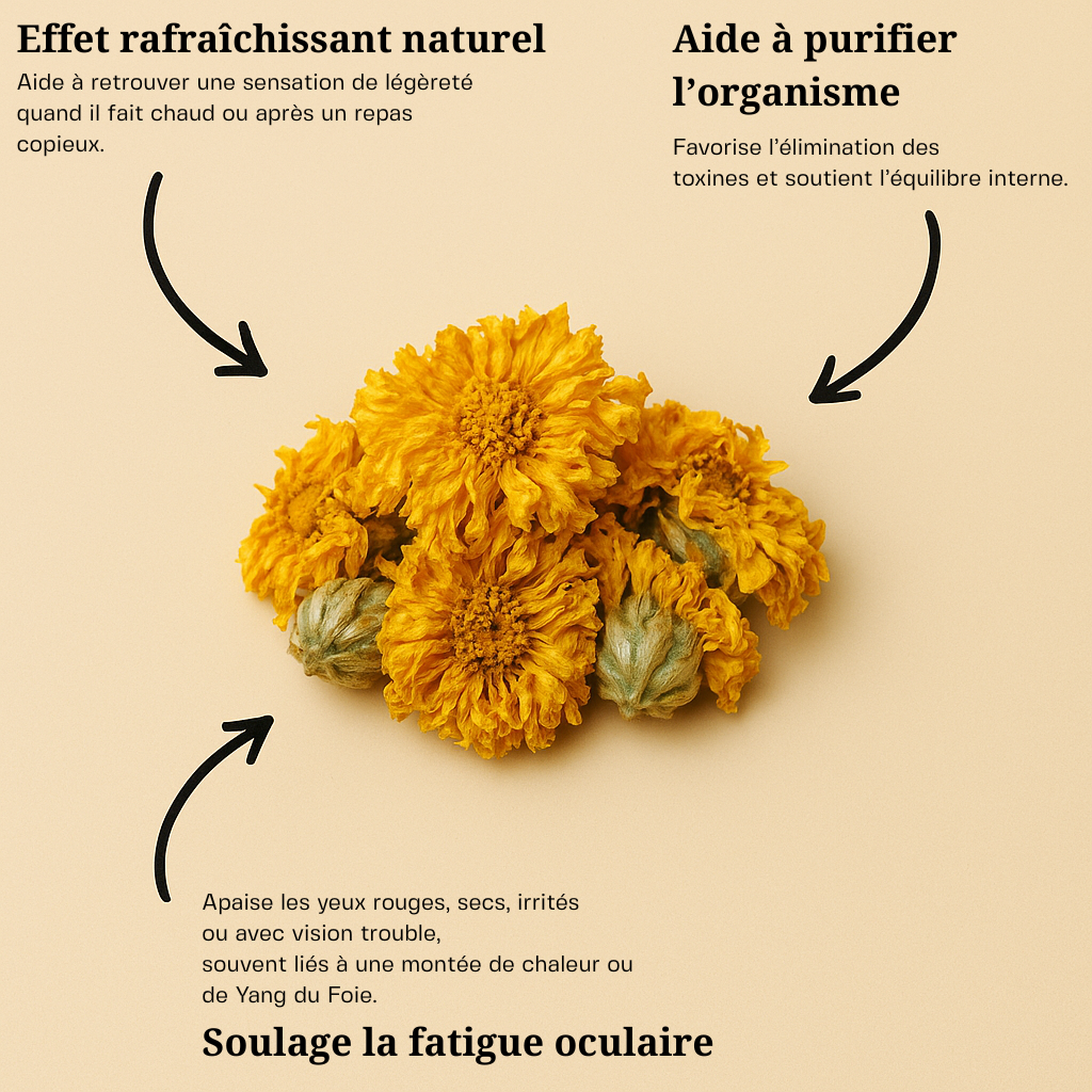 Chrysanthème