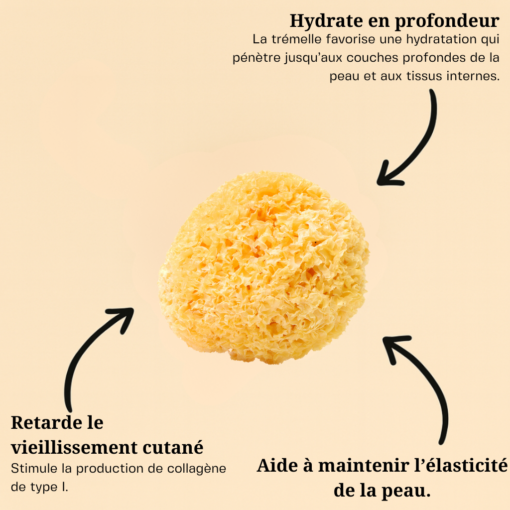 Trémelle fucus ( Champignon des neiges )