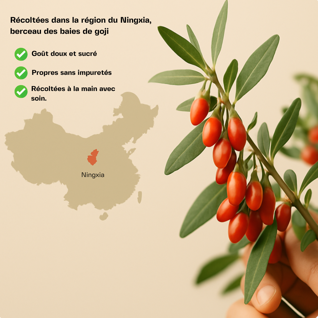 Baie de Goji ( Fruit de la longévité ) BIO